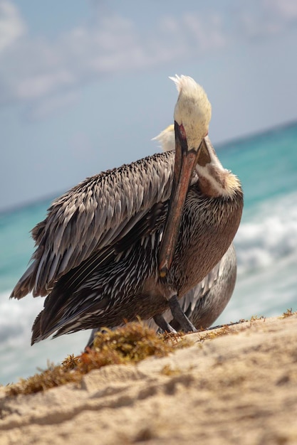 Foto close-up di un uccello appoggiato sulla spiaggia