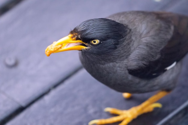 ボードウォークに座っている鳥のクローズアップ