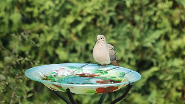 Клоуз-ап птицы, сидящей на чаше