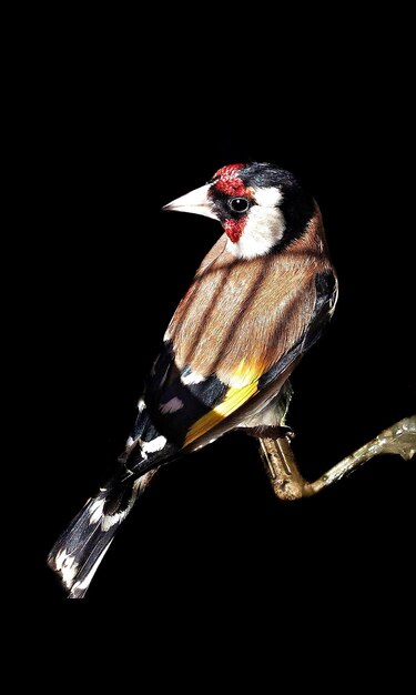 Close-up of bird perching on branch against black background