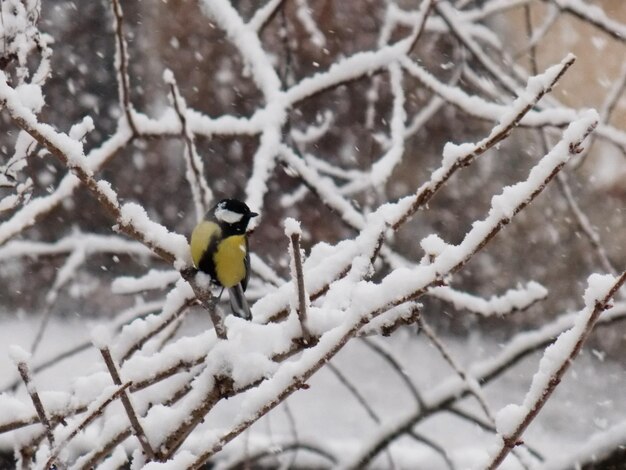 Foto close-up di un uccello appoggiato su un ramo durante l'inverno