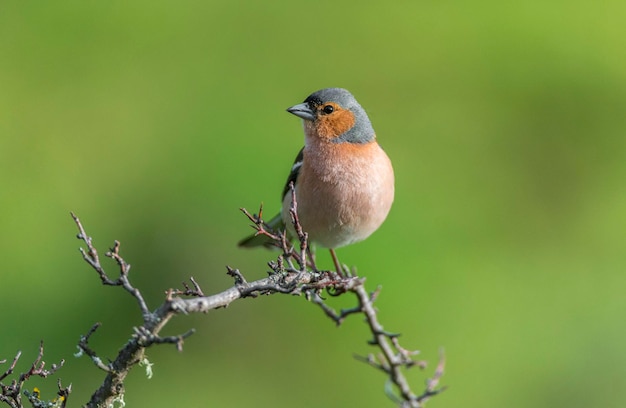 close-up of bird perching on branch