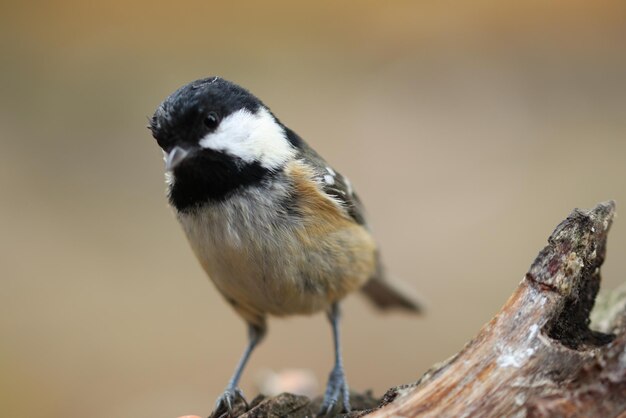 Photo close-up of bird perching on branch