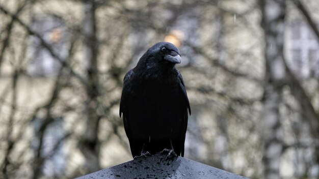 Photo close-up of bird perching on branch