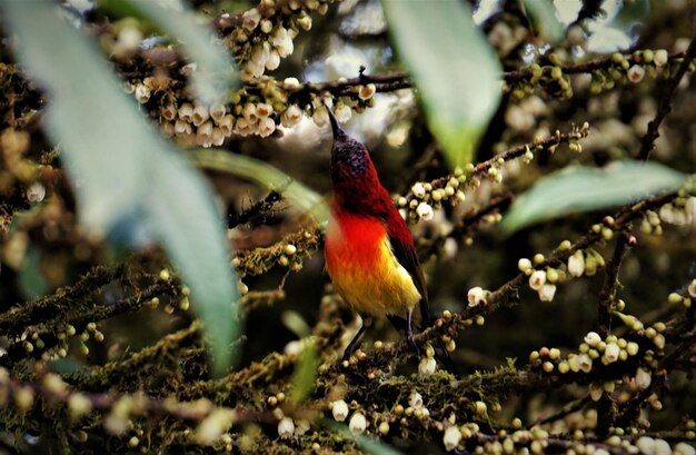 Foto prossimo piano di un uccello appoggiato su un ramo