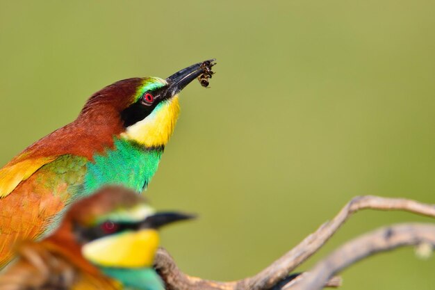 Foto prossimo piano di un uccello appollaiato su un ramo