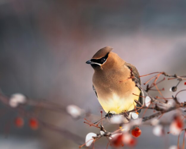 Photo close-up of bird perching on branch