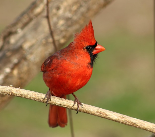 Close-up of bird perching on branch