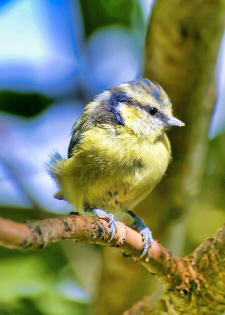 Close-up of bird perching on branch