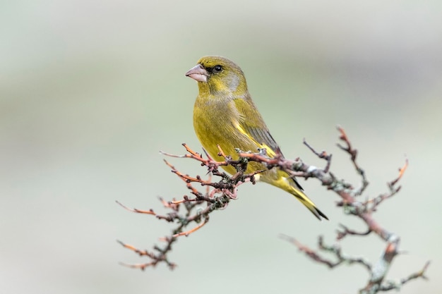 枝 に 座っ て いる 鳥 の クローズアップ