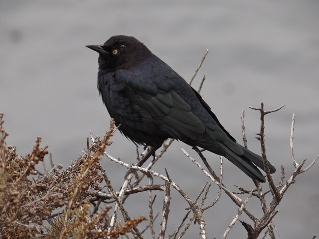 Photo close-up of bird perching on branch