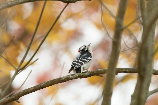 枝 に 座っ て いる 鳥 の クローズアップ