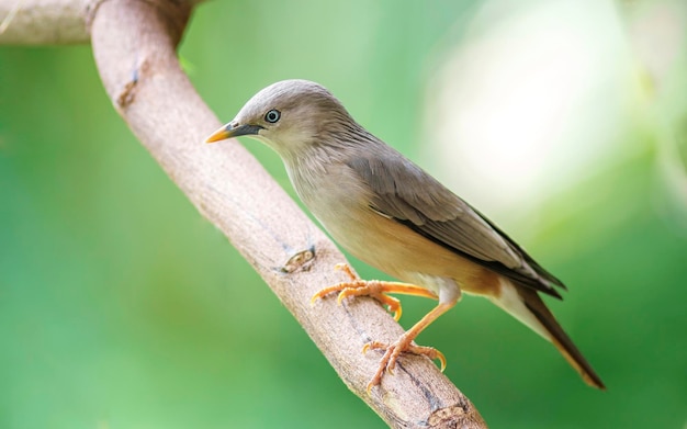 close-up of bird perching on branch