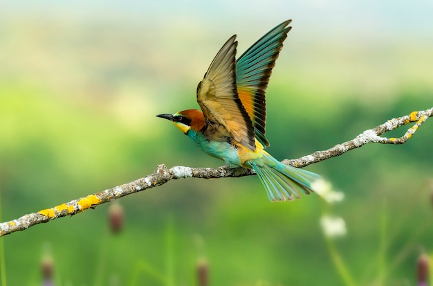 Foto prossimo piano di un uccello appoggiato su un ramo