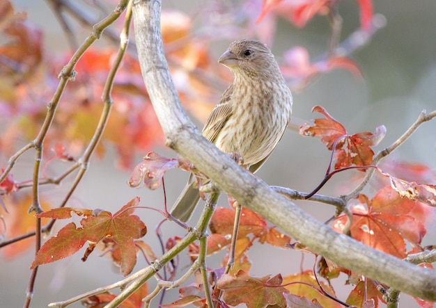枝 に 座っ て いる 鳥 の クローズアップ