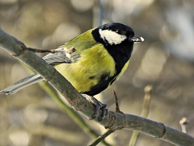 Photo close-up of bird perching on branch