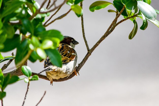 Close-up of bird perching on branch