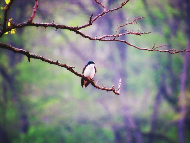 Close-up of bird perching on branch