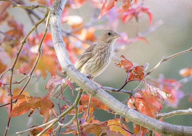 枝 に 座っ て いる 鳥 の クローズアップ