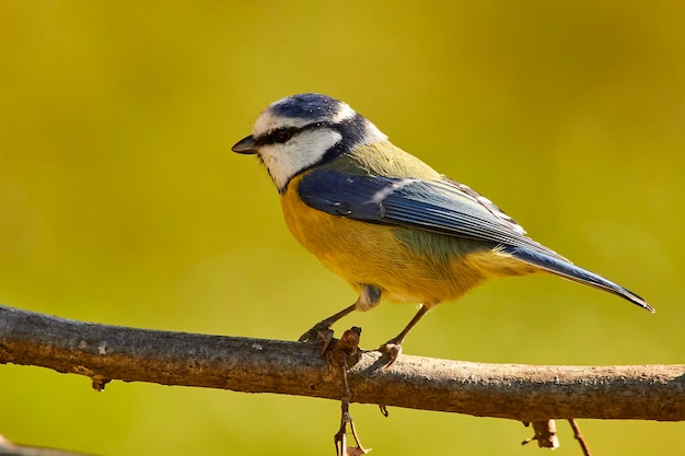 Close-up of bird perching on branch