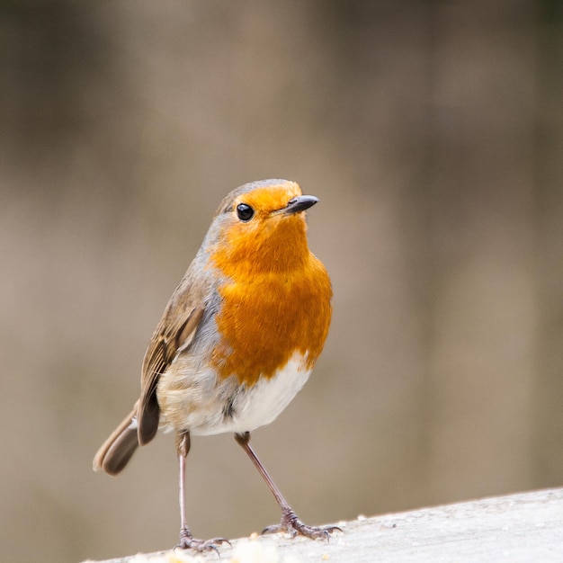 Close-up of bird perching on branch