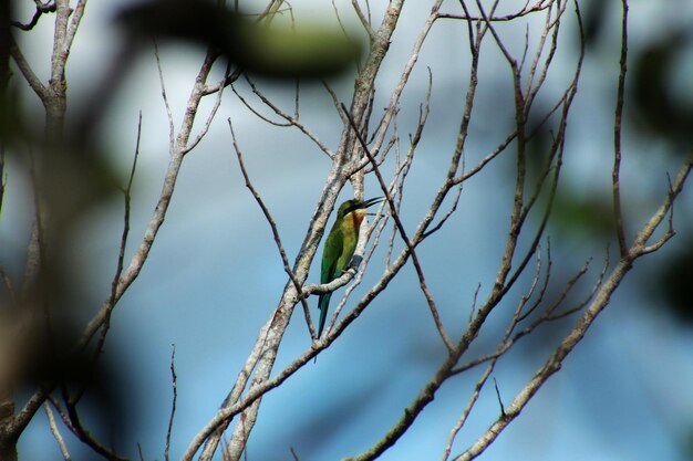 close-up of bird perching on branch
