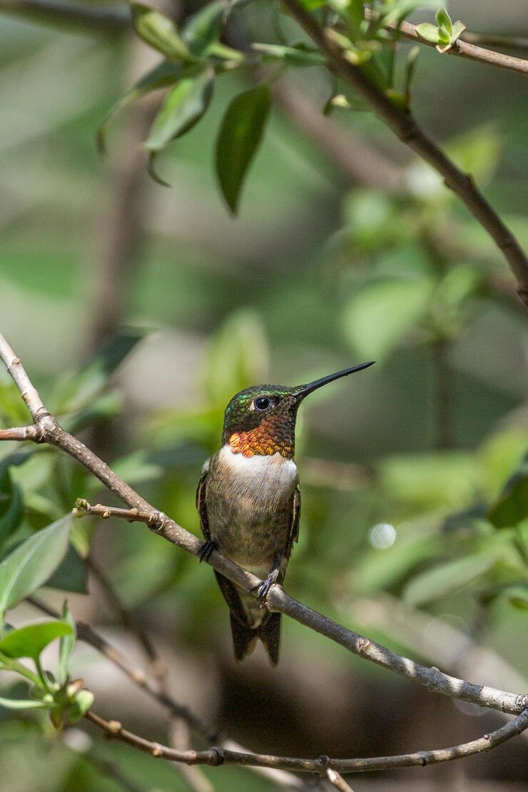 Photo 枝 に 座っ て いる 鳥 の クローズアップ