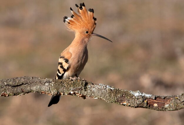 Photo close-up of bird perching on branch