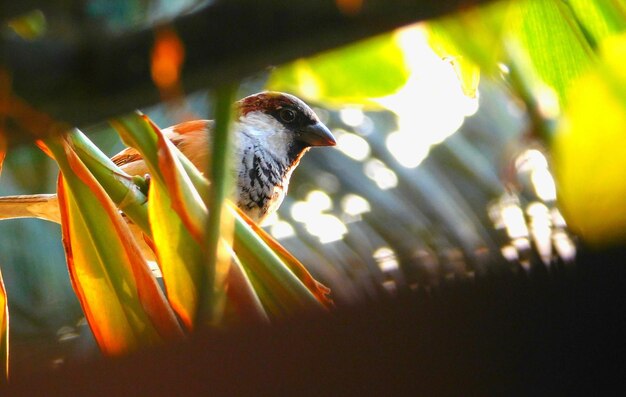 Foto prossimo piano di un uccello appollaiato su un ramo