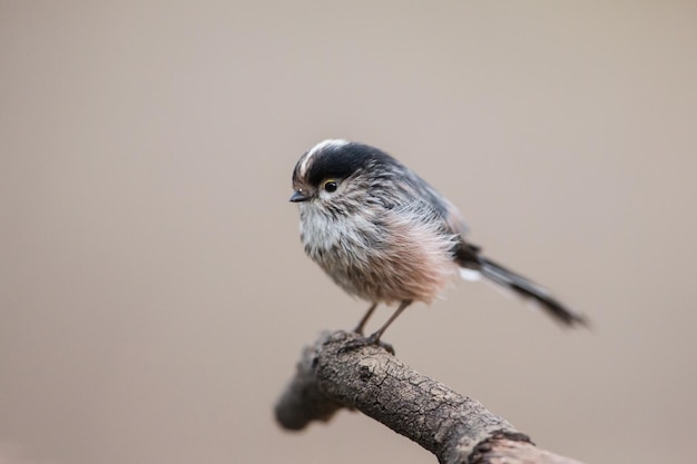 枝 に 座っ て いる 鳥 の クローズアップ
