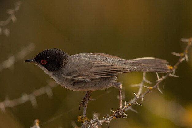 Photo close-up of bird perching on branch