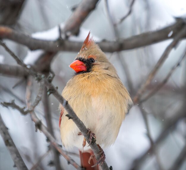 枝 に 座っ て いる 鳥 の クローズアップ