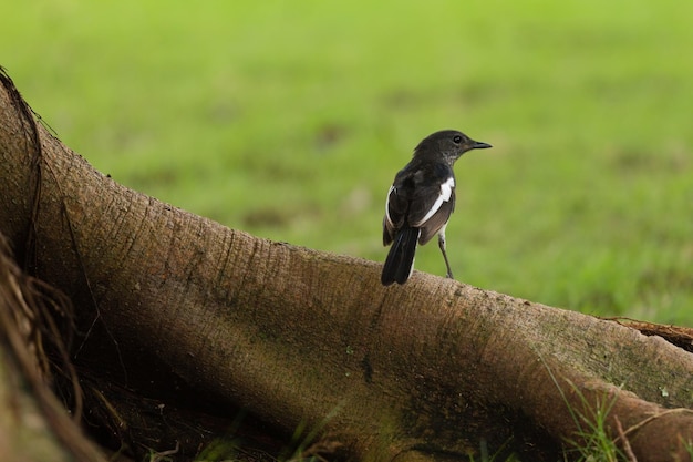 Close-up of bird perching on branch