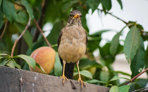 Close-up of bird perching on branch