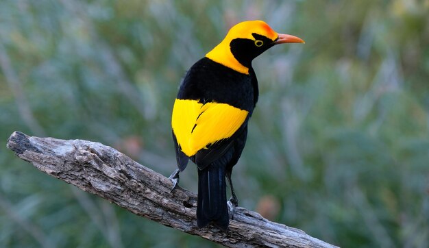 Close-up of bird perching on a branch