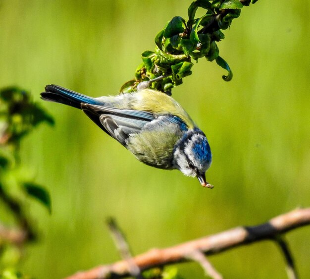 Photo close-up of bird perching on a branch