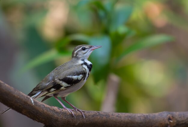 Close-up of bird perching on branch