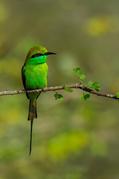 Close-up of bird perching on branch