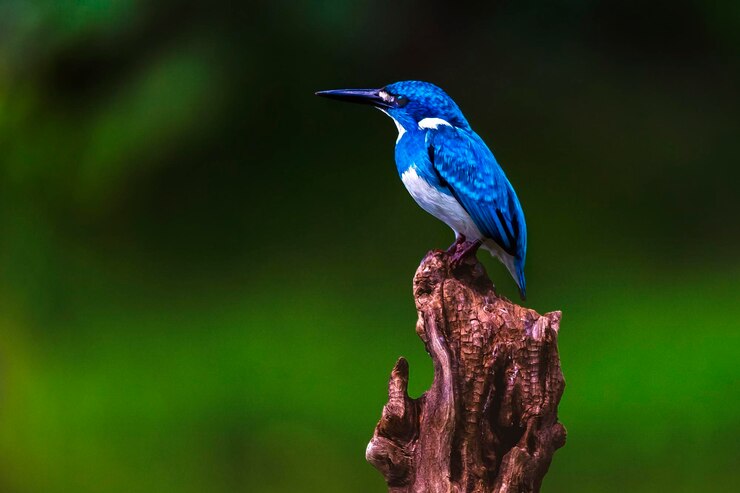 फोटो close-up of bird perching on a branch