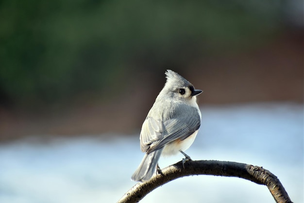 鳥が座っている枝のクローズアップ
