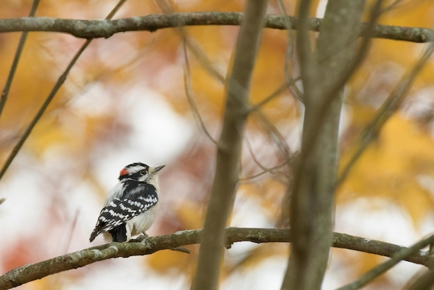 枝 に 座っ て いる 鳥 の クローズアップ