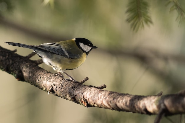 枝 に 座っ て いる 鳥 の クローズアップ