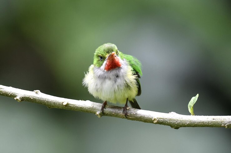 Photo 枝 に 座っ て いる 鳥 の クローズアップ