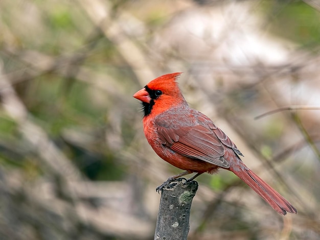 Foto close-up di un uccello appoggiato su un ramo