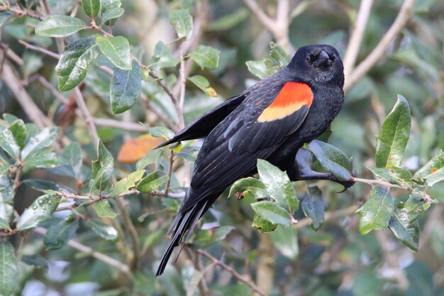 Photo close-up of bird perching on branch