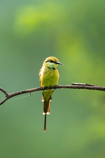 Photo close-up of bird perching on branch