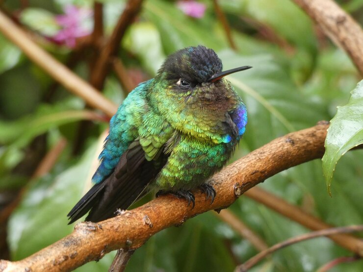 Photo 枝 に 座っ て いる 鳥 の クローズアップ