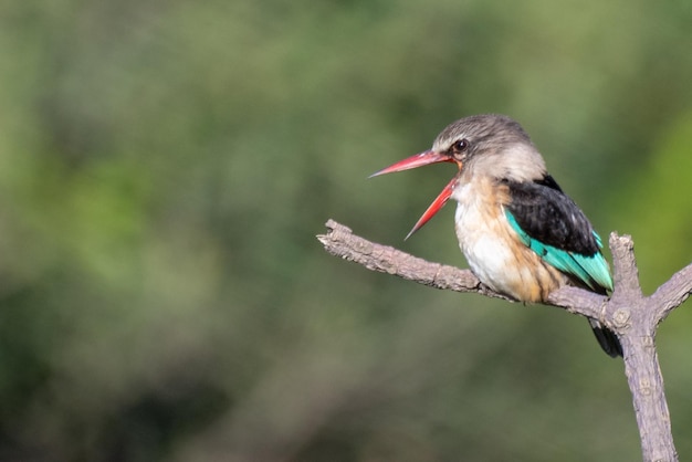 Photo close-up of bird perching on branch