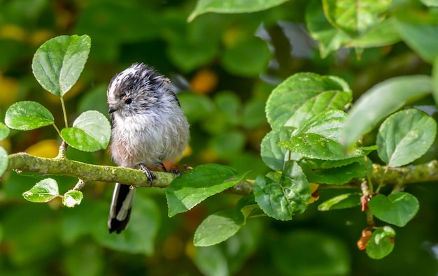 枝 に 座っ て いる 鳥 の クローズアップ