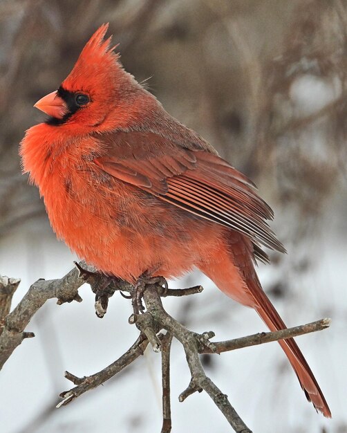 Photo close-up of bird perching on branch